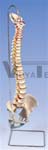 Lifetime Flexible Spine Model - Spinal Model - Vertebral Column